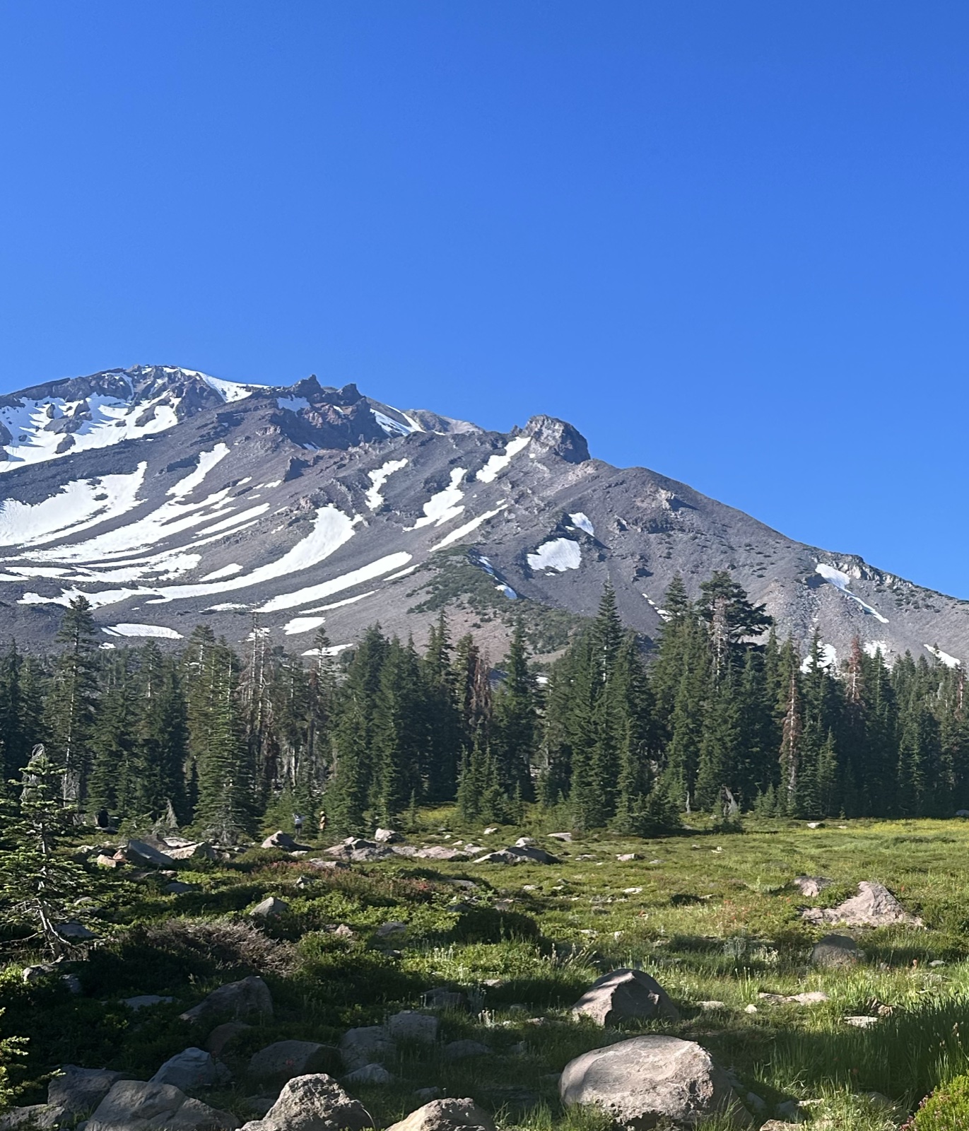 Mount Shasta, snow-streaked above the meadow