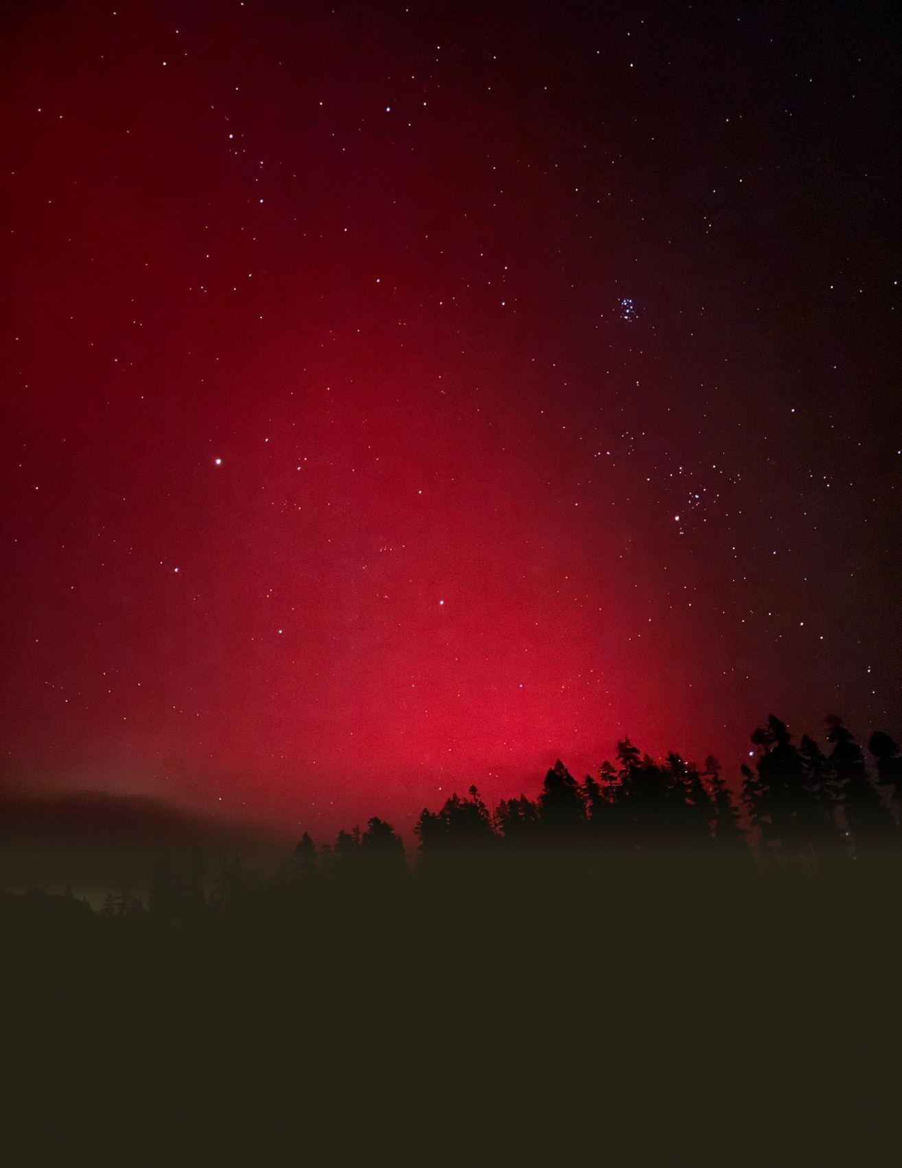 A deep red aurora burning over the treeline at night