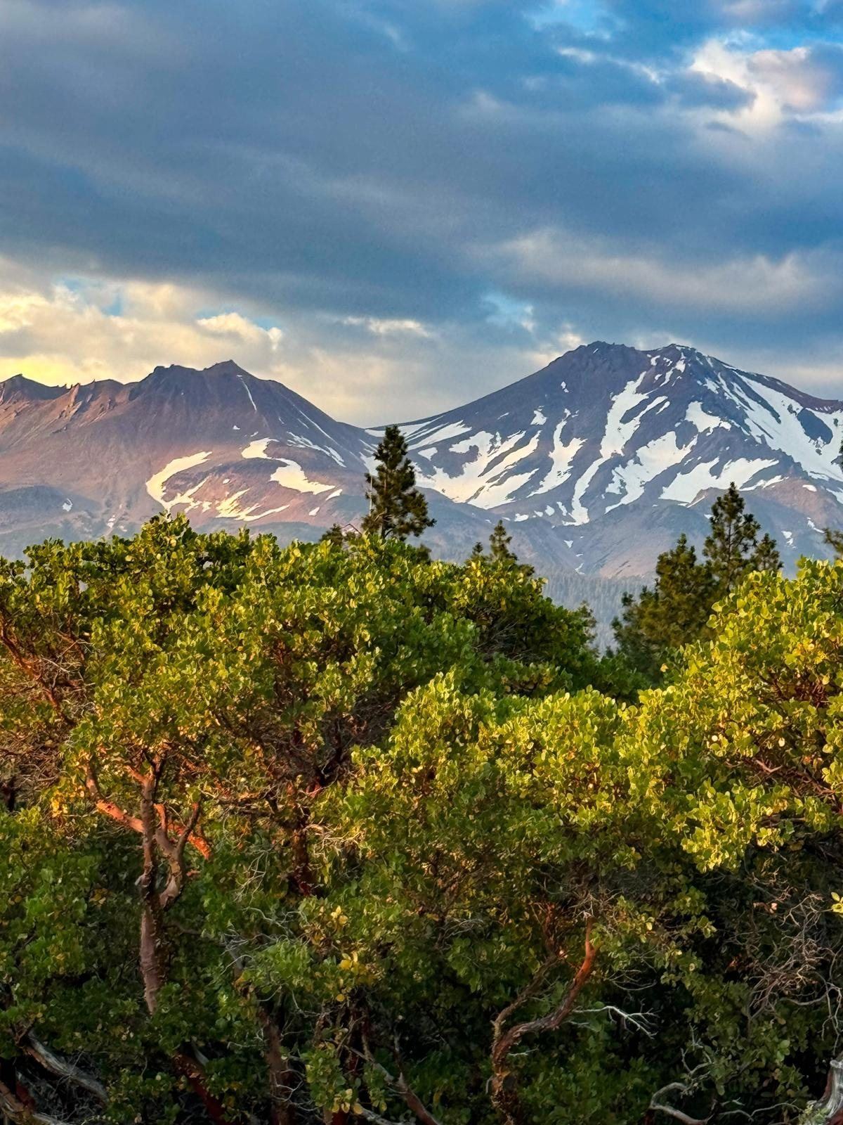 Mount Shasta and Shastina seen above a stand of green trees